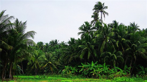 李小姐的手工甜品